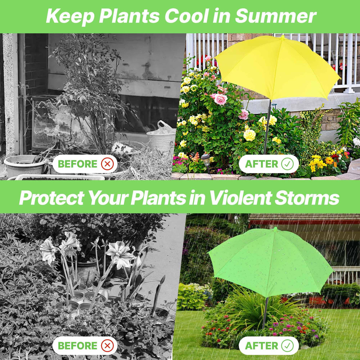 SUTROMA color-pack plant shades brightening the yard and plant backdrop.