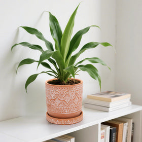 Suwimut planter for indoor and outdoor use on windowsills, desks, or balconies.