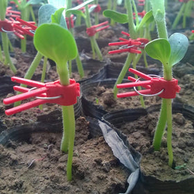 Suxgumoe eco-friendly grafting clips made from safe plastic