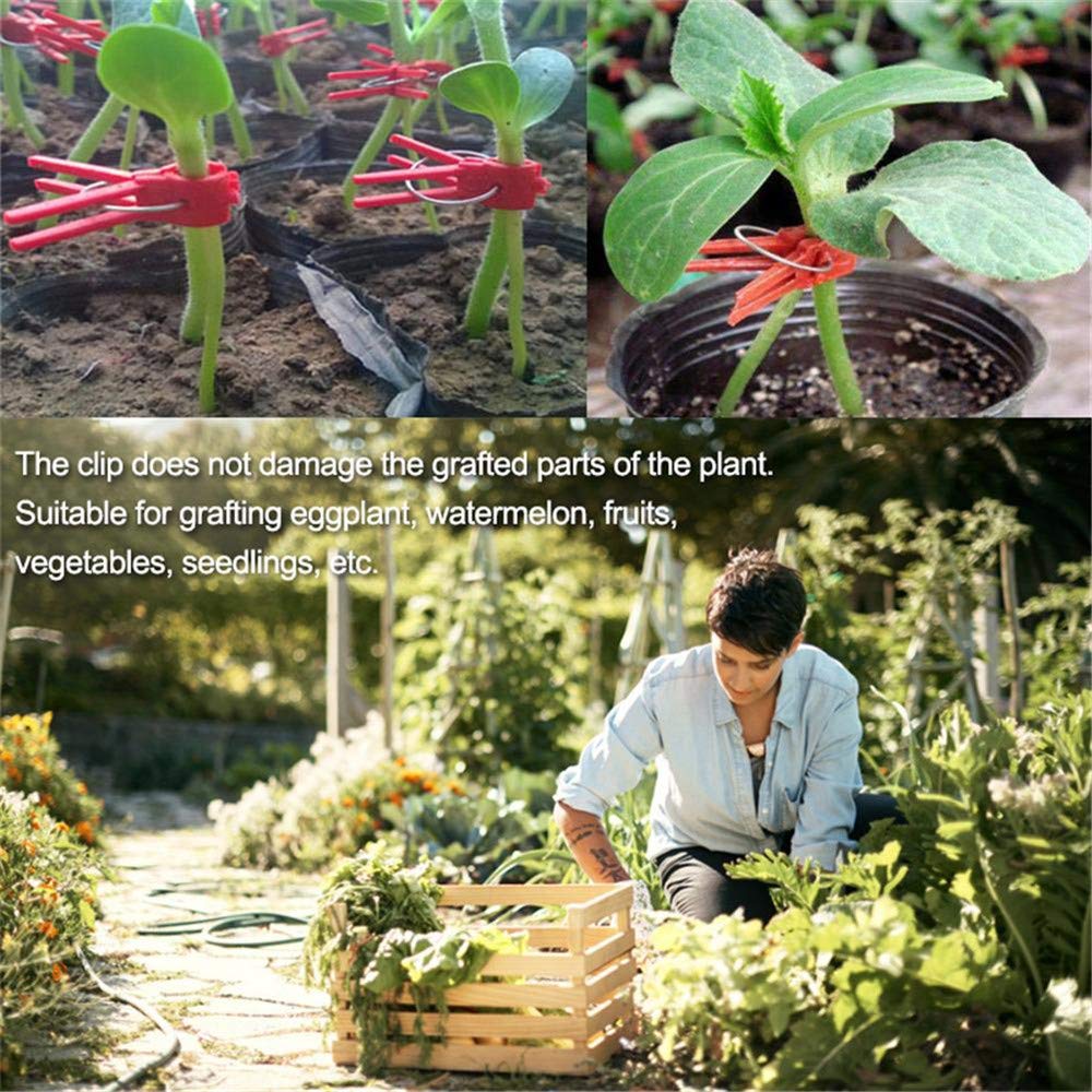Suxgumoe plastic grafting clips: lightweight and quick-to-use