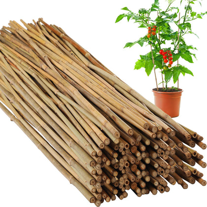 Suzile bamboo stake in natural finish ready to support climbing plants.