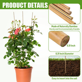 Suzile bamboo stake offering robust support for bean vines.