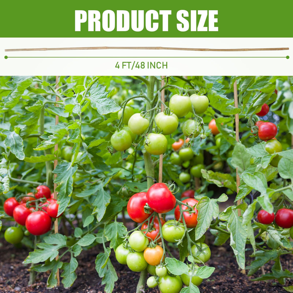 Suzile bamboo stake providing sturdy tomato plant support for healthy growth.
