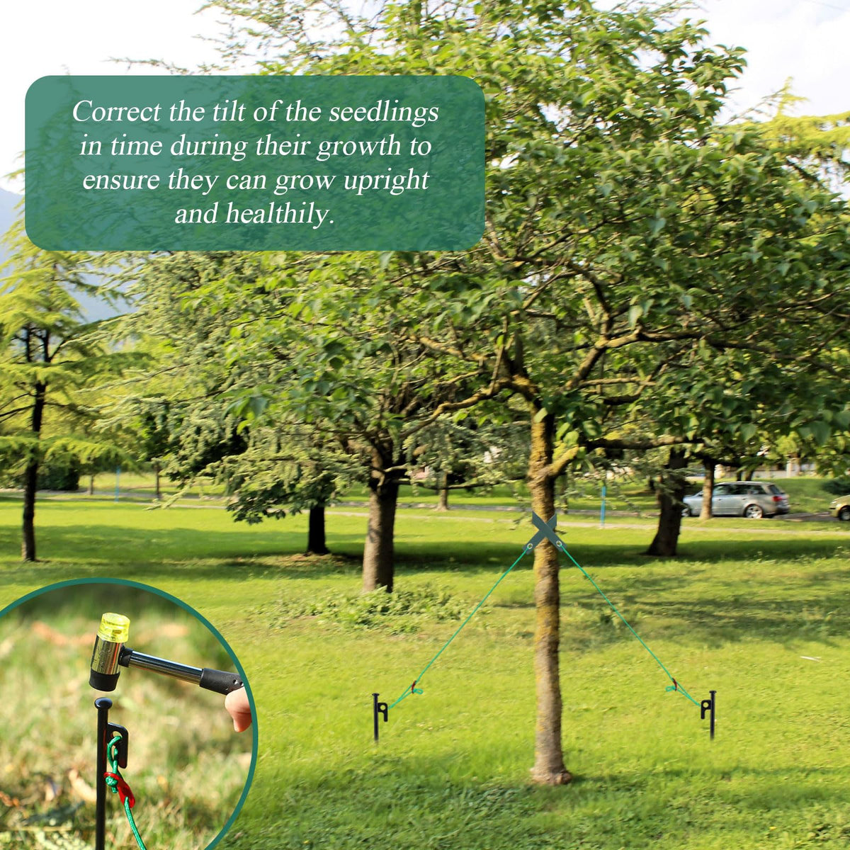 Suzile wide straps reduce friction on tree trunks during support.