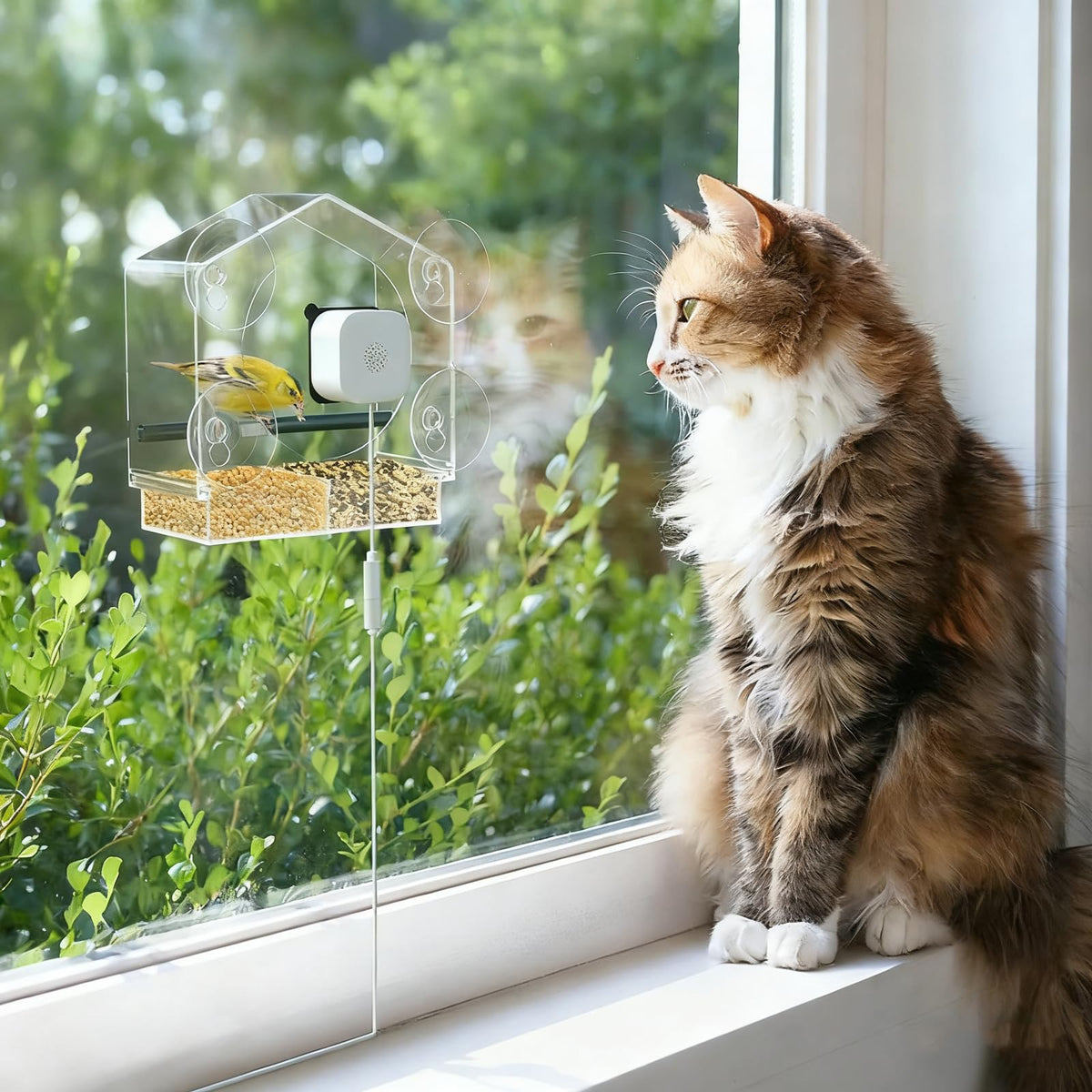 Svanur window bird feeder camera setup for hands-free viewing.