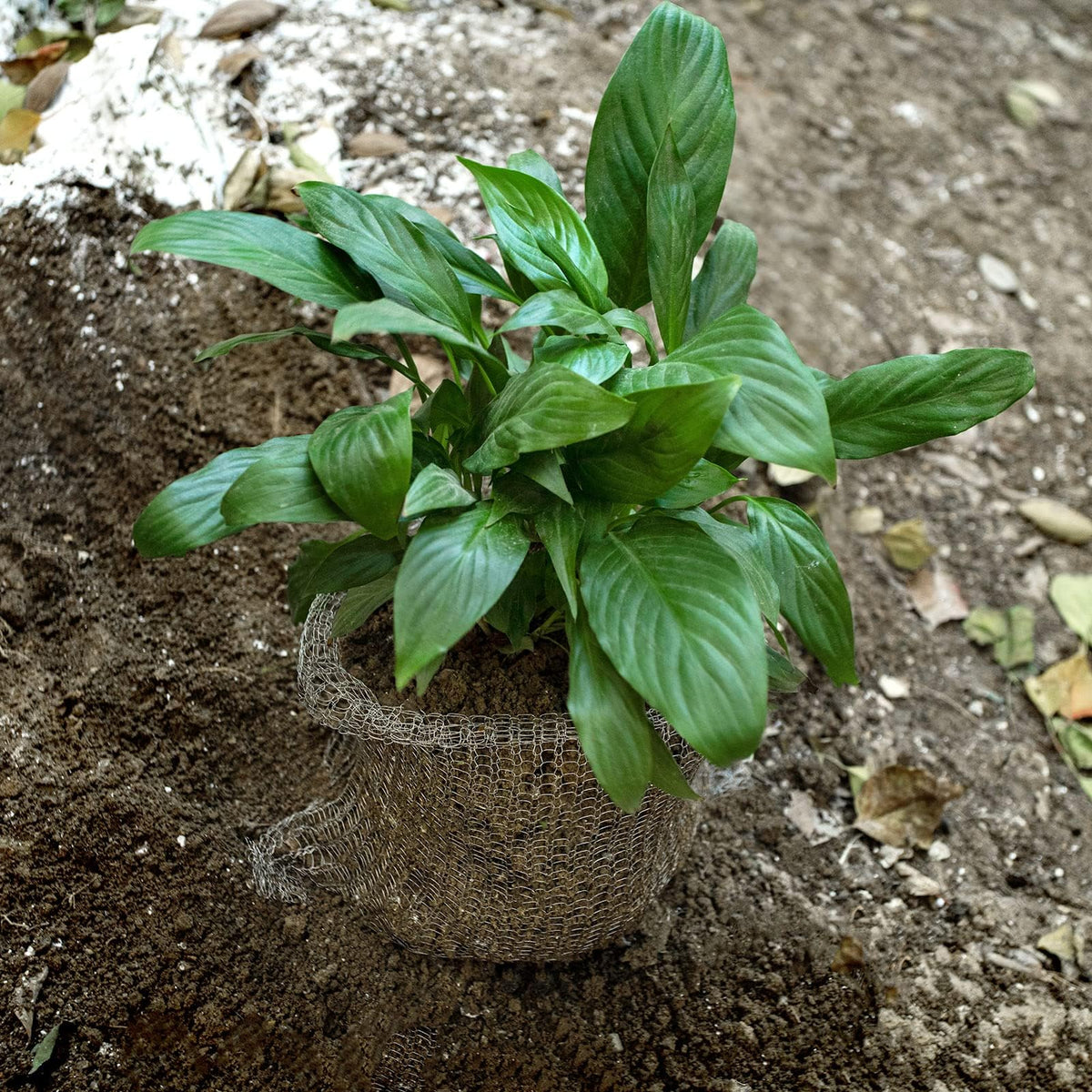 Svepndic eight-piece pack supports protection for multiple plants.