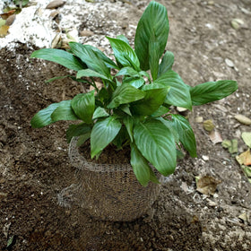 Svepndic eight-piece pack supports protection for multiple plants.