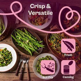 Harvest-ready 4–6 inch stringless green beans from SVI 30 Contender