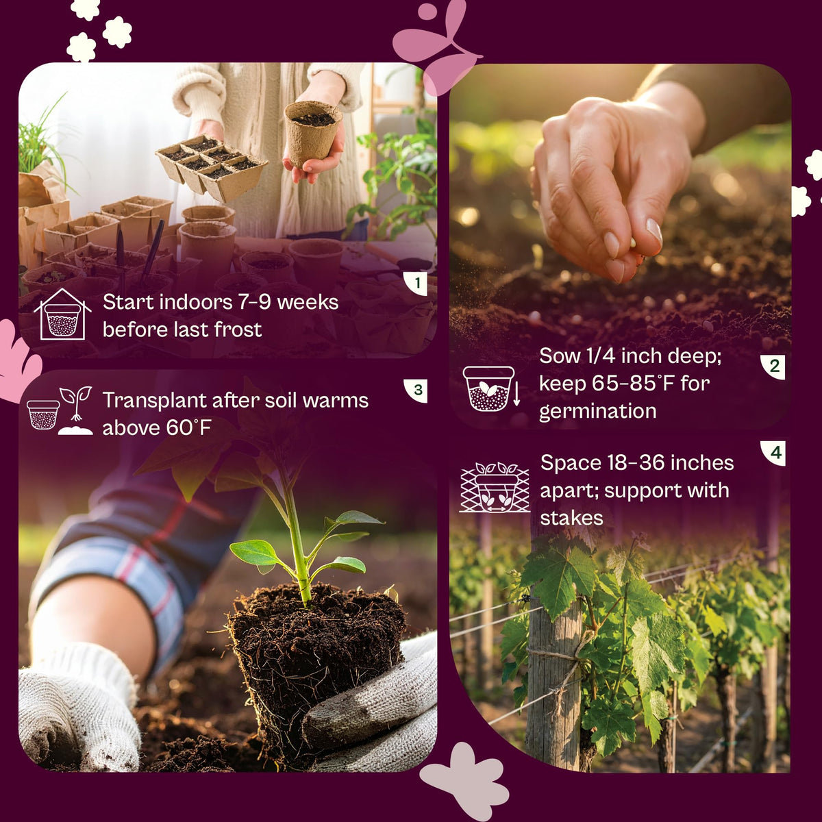 SVI 350 heirloom non-GMO seeds offer open-pollinated flavor and reliability