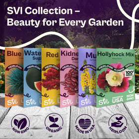 Harvest-ready SVI 750 Lovage plants for ongoing supply