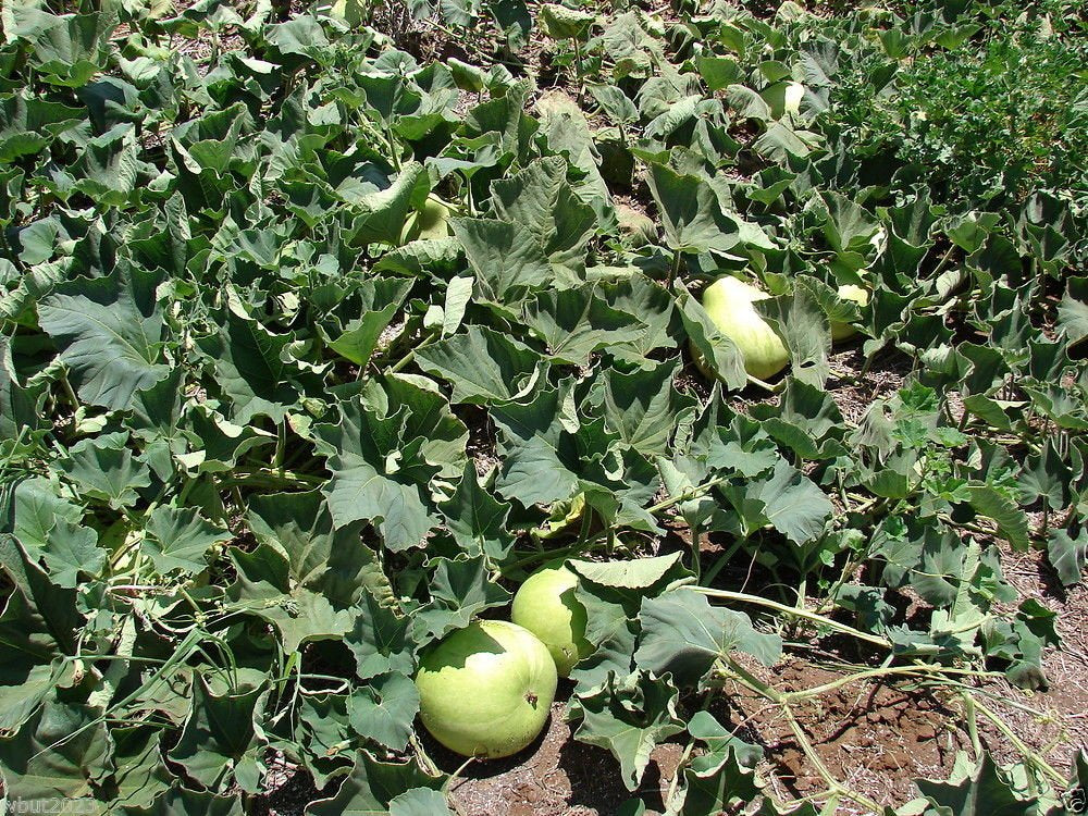 SVI bottle gourd fruit, ready to cook in a variety of dishes