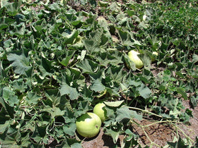 SVI bottle gourd fruit, ready to cook in a variety of dishes