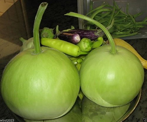 SVI garden seedlings showing calabash growth ready for planting