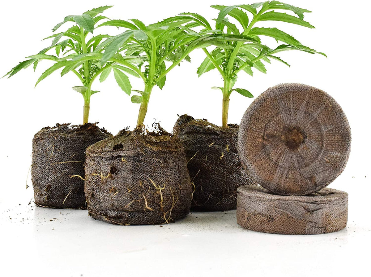 Transplant-ready seedlings from SVI peat pellets into pots or garden