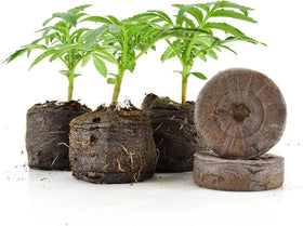 Transplant-ready seedlings from SVI peat pellets into pots or garden