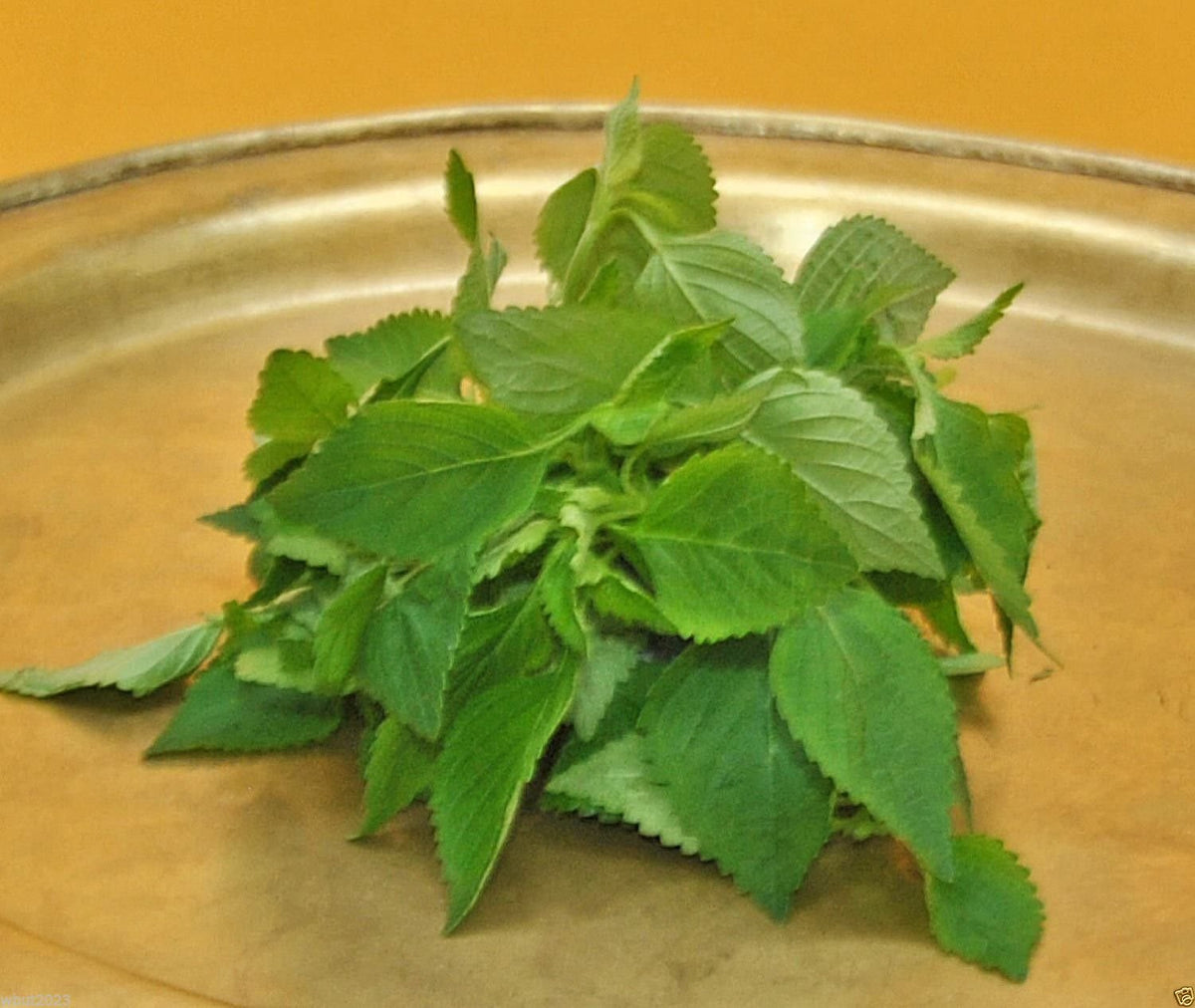 SVI Vietnamese balm leaf closeup shows lush foliage for cooking and aroma.
