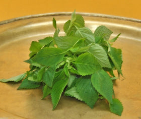SVI Vietnamese balm leaf closeup shows lush foliage for cooking and aroma.