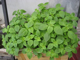 SVI Vietnamese balm seeds pack ideal for starting a fragrant herb garden.