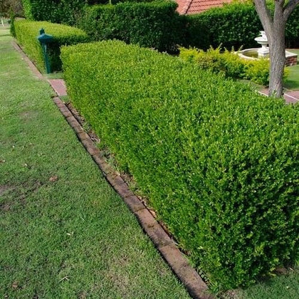 SVI Wintergreen Japanese Boxwood Hedge Seeds provide evergreen privacy and classic borders.