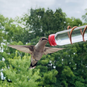 SWEET FEEDERS two-station window feeder enables frequent visits.
