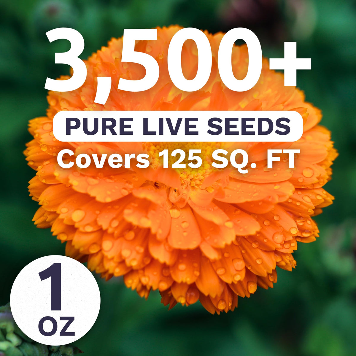 Sweet Yards Calendula Balls Orange border-ready plant in a colorful garden bed