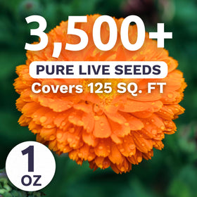Sweet Yards Calendula Balls Orange border-ready plant in a colorful garden bed