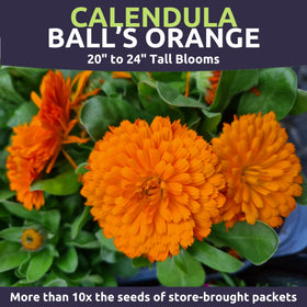 Sweet Yards Calendula Balls Orange attracts pollinators in the garden