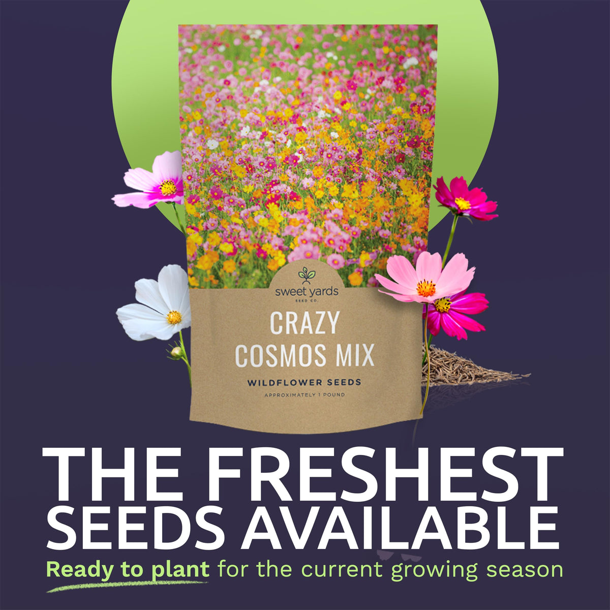 Sweet Yards cosmos seeds in garden-bed shot showing vibrant color bloom potential