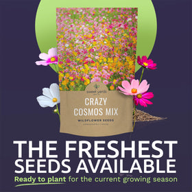 Sweet Yards cosmos seeds in garden-bed shot showing vibrant color bloom potential