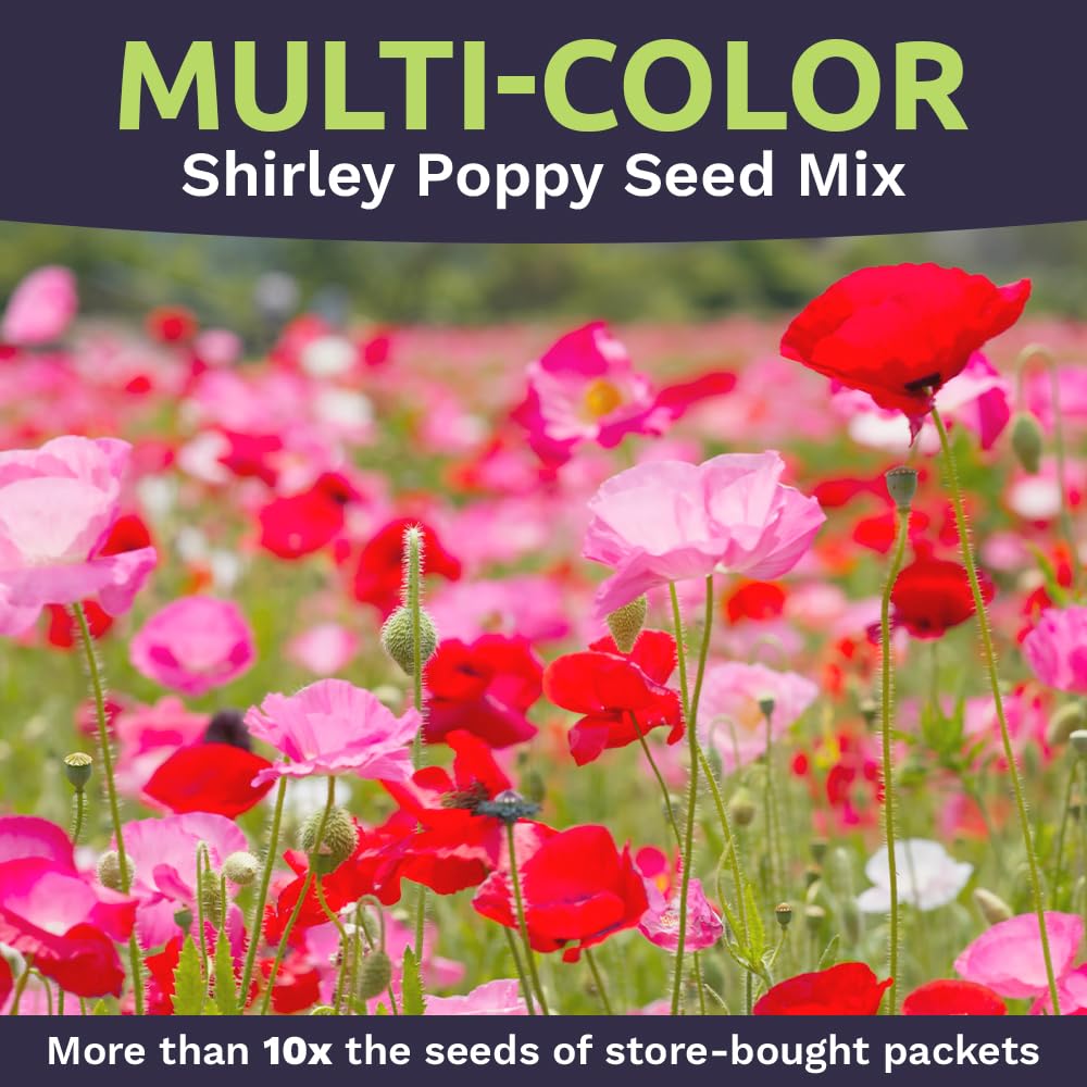 SWEET YARDS grows across large areas; covers up to 2,000 sq ft per bag.