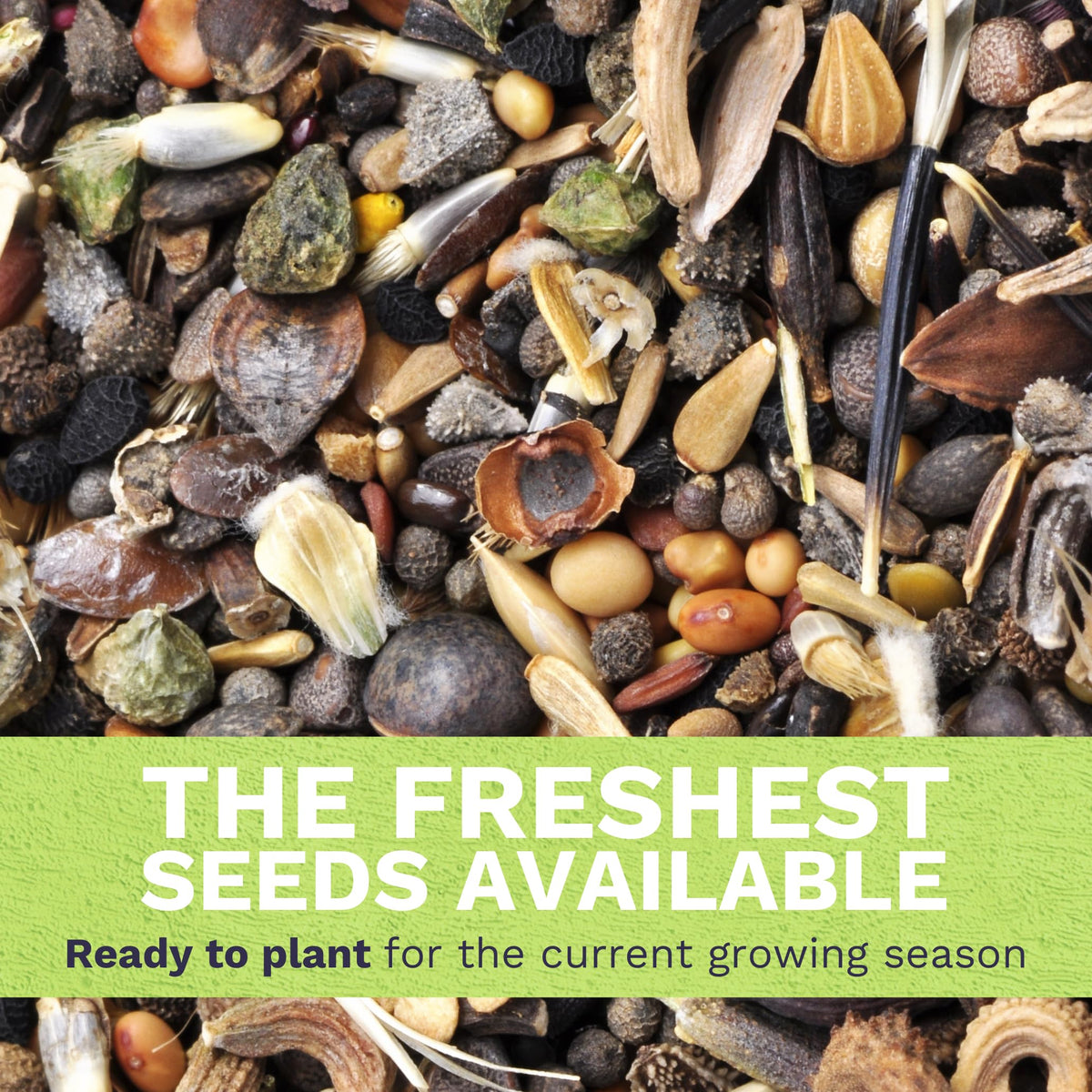 Sweet Yards germination-ready seeds with fresh premium quality.