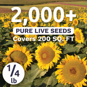 Sweet Yards 2,000 seeds for quick germination and bright blooms.