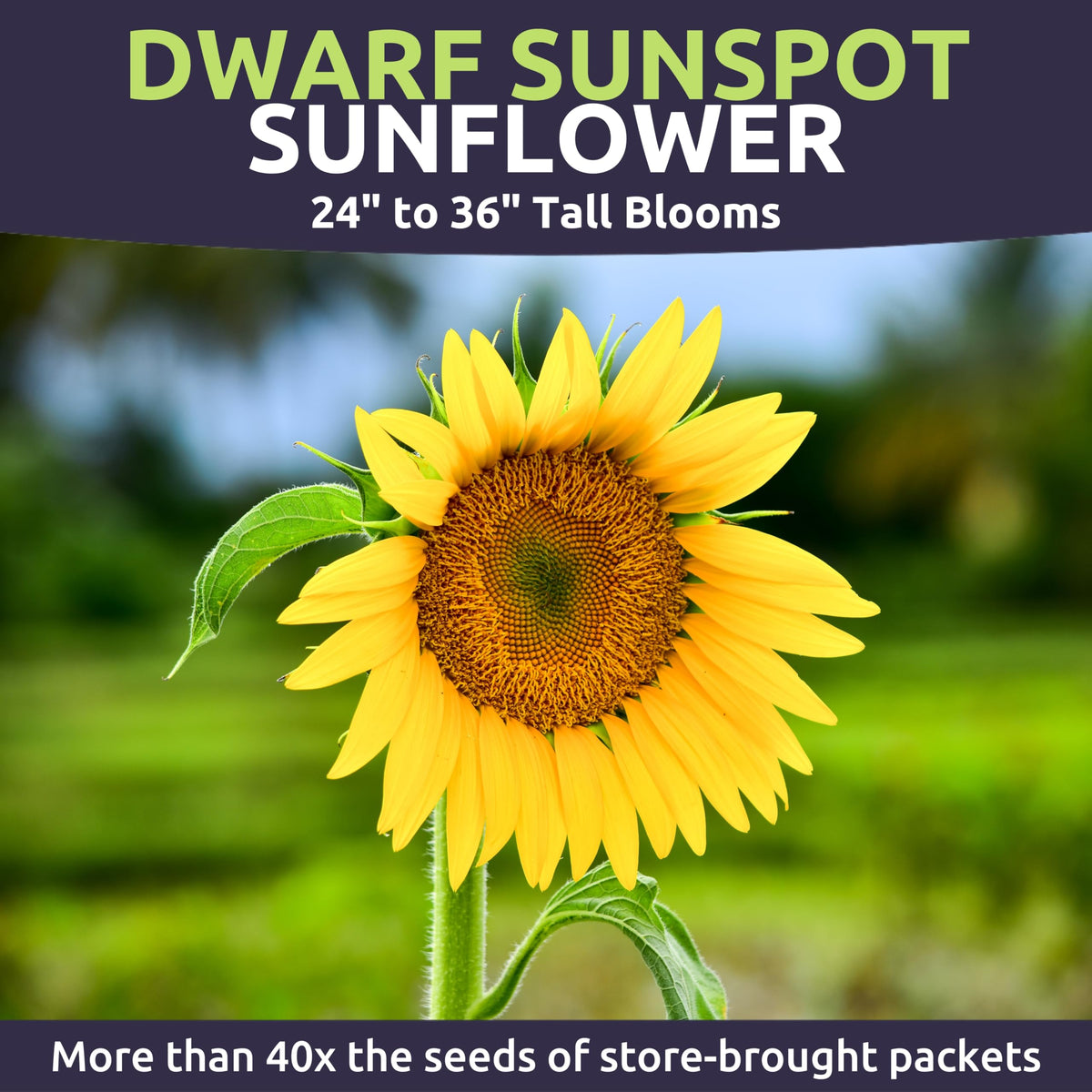 Sweet Yards sunflower containers ideal for compact spaces.