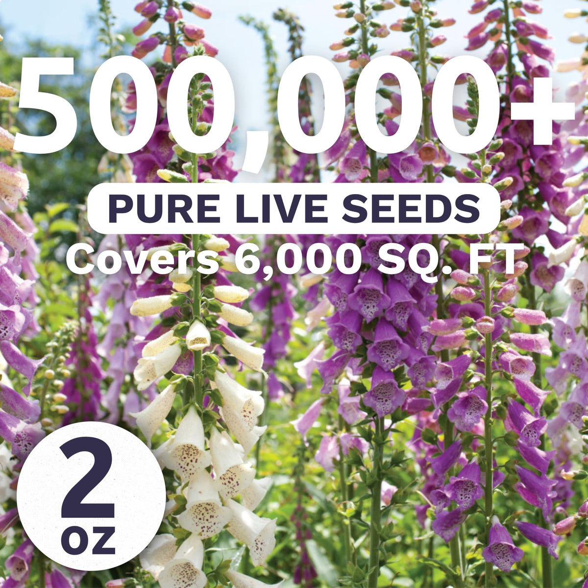 Sweet Yards foxglove mixed colors blooms add cottage garden focal points and color.