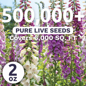 Sweet Yards foxglove mixed colors blooms add cottage garden focal points and color.
