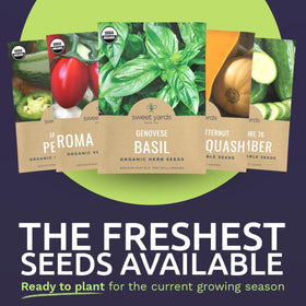 Sweet Yards Genovese Basil seed pack featuring aromatic herb for fresh cooking
