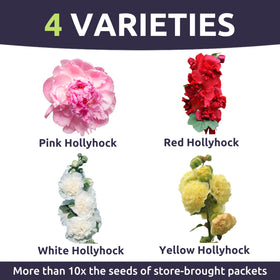 Tall hollyhock stems create a vertical garden highlight.
