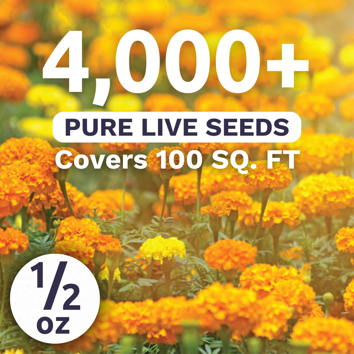 Sweet Yards Marigold French Petite bloom closeup with orange and yellow petals
