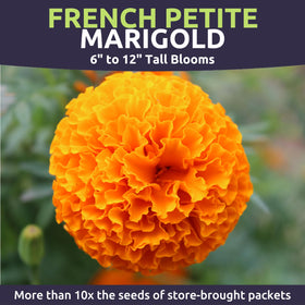 Sweet Yards Marigold French Petite border garden display for borders with compact habit