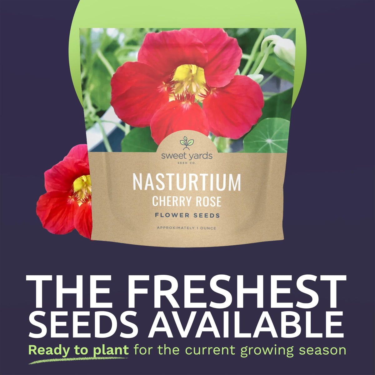 Nasturtium Cherry Rose blooms in rosy-pink shades brightening garden borders