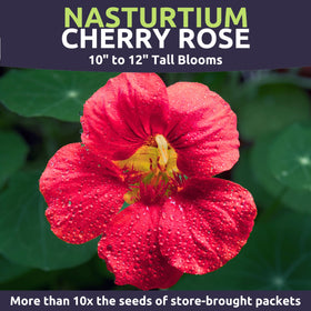 Compact nasturtium variety ideal for edging and borders