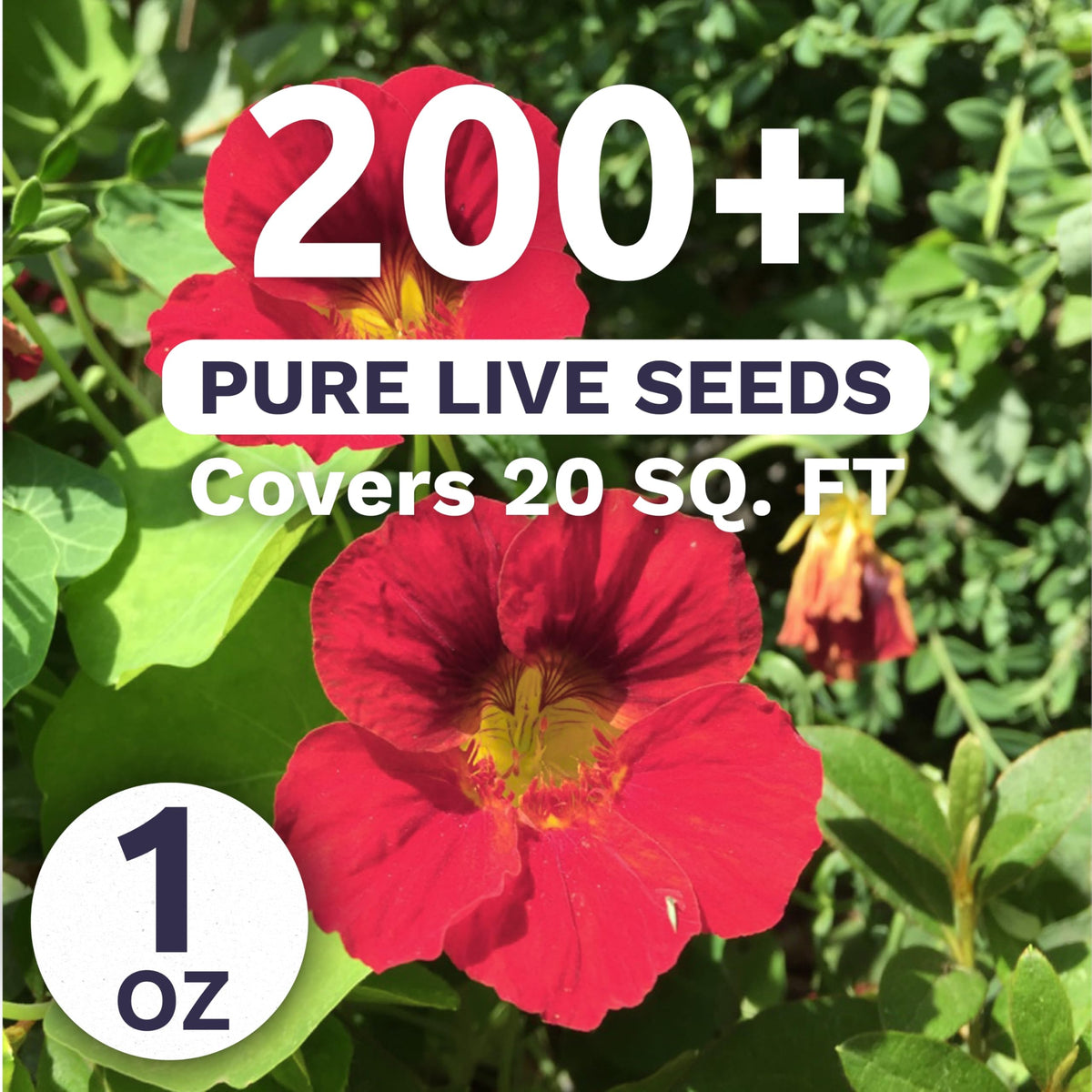 Nasturtium Cherry Rose edible flowers add color to edible landscaping and salads