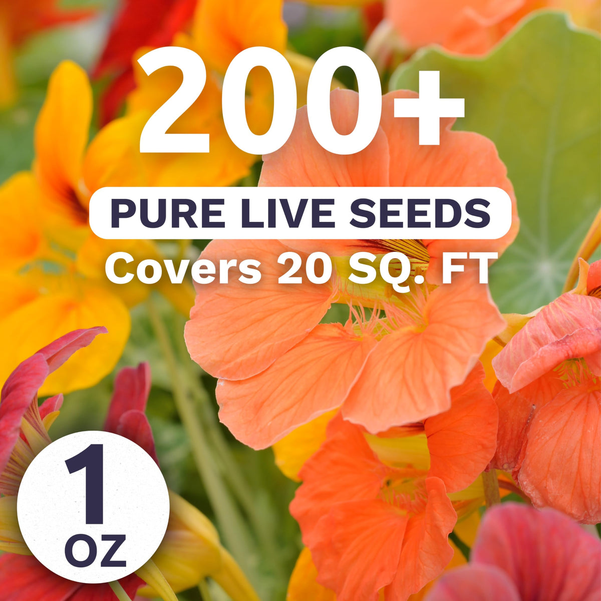 Nasturtium Tip Top Mix blooms in orange, yellow, and red.