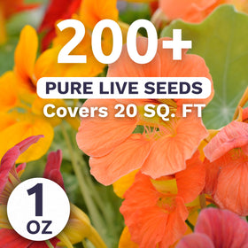 Nasturtium Tip Top Mix blooms in orange, yellow, and red.
