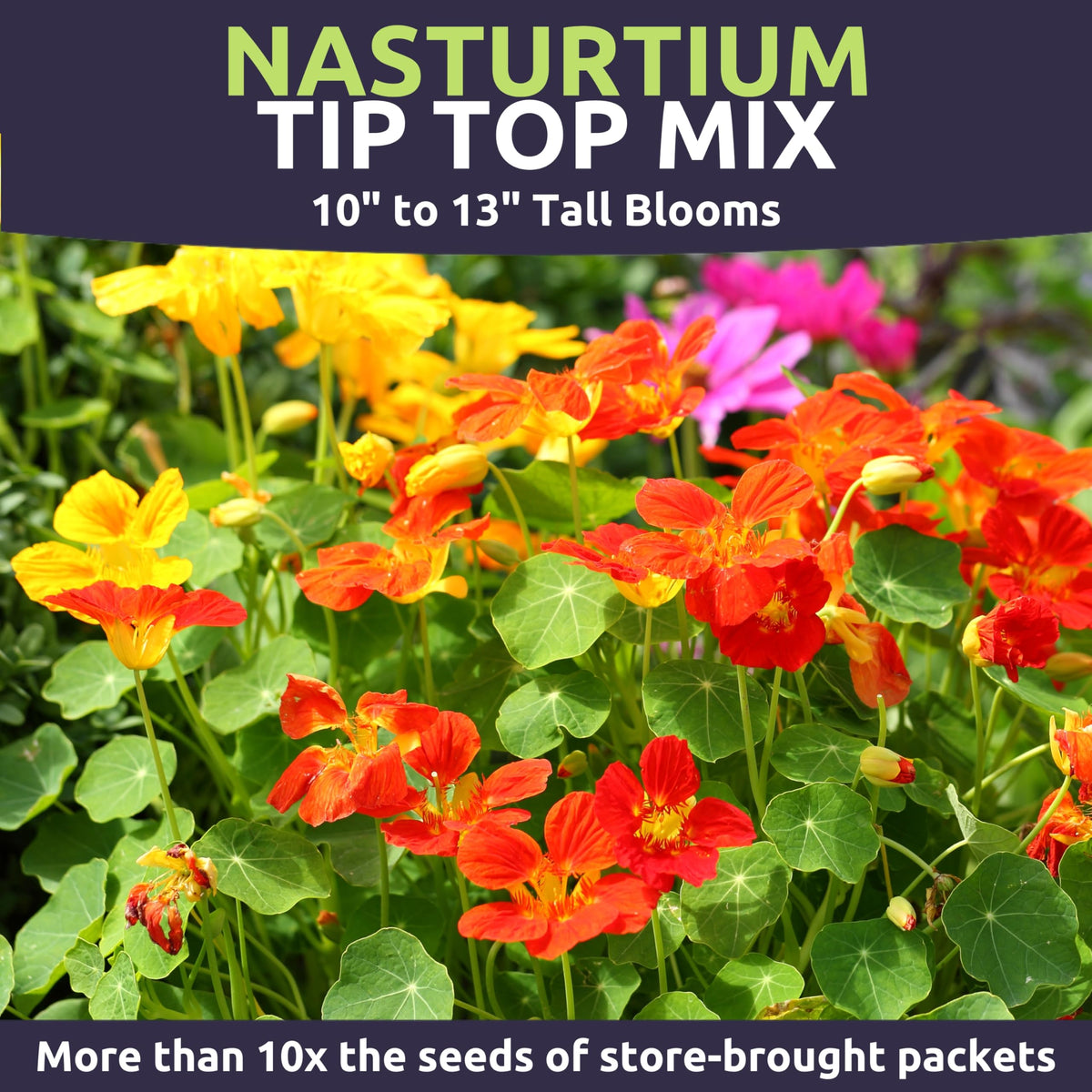 Trailing nasturtium leaves and colorful flowers in full sun.
