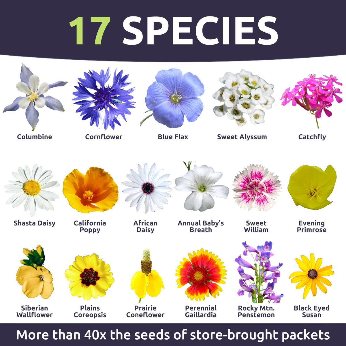 Sweet Yards native blooms attract pollinators and enhance rugged borders with color.