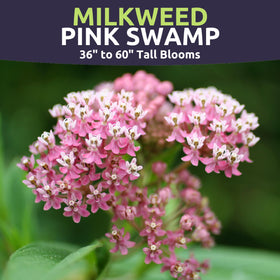 Sweet Yards pink swamp milkweed pink blooms—pollinator-friendly color for gardens