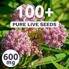 Sweet Yards pink swamp milkweed seeds closeup—high germination potential