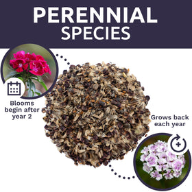 Sweet Yards pollinator-friendly blooms attract bees and butterflies.