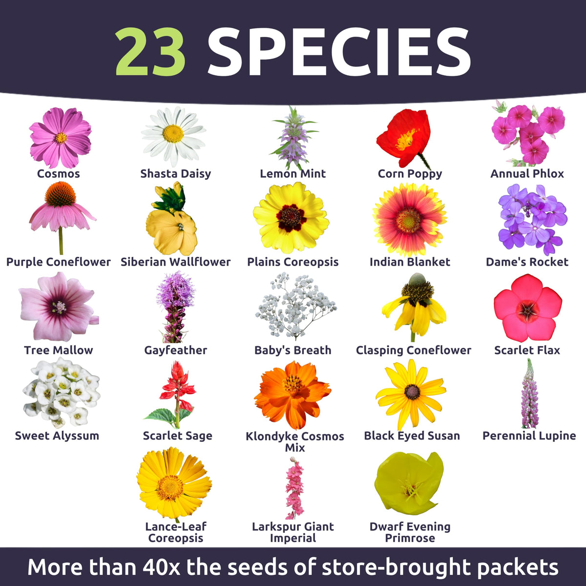 Pollinator-friendly wildflowers from Sweet Yards attract bees and butterflies